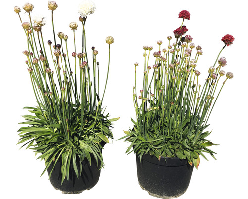 Limba peștelui FloraSelf Armeria pseudarmeria 'Mix' H 15-30 cm ghiveci Ø 19 cm Două garofițe de mare în ghivece