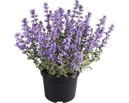 Menta pisicii FloraSelf Nepeta x faassenii 'Purrsian Blue' H 10-25 cm ghiveci Ø 19 cm