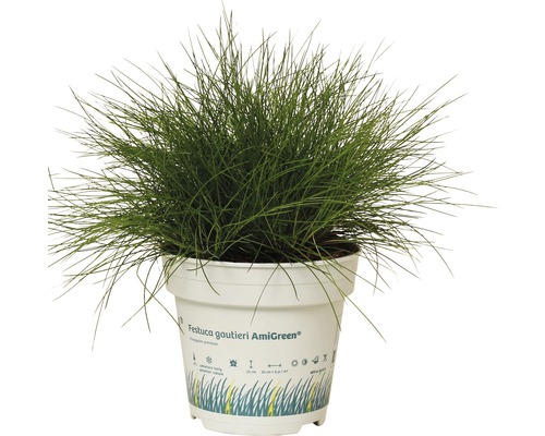 Iarbă decorativă FloraSelf Festuca gautieri 'AmiGreen' H 5-15 cm Co 0,5 L