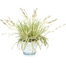 Iarba galbenă ornamentală FloraSelf Carex oshimensis 'Evergold' H 5-20 cm ghiveci Ø 10,5 cm