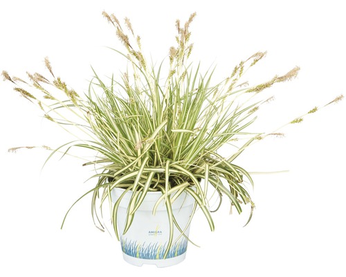 Iarba galbenă ornamentală FloraSelf Carex oshimensis 'Evergold' H 5-20 cm ghiveci Ø 10,5 cm Iarba galbenă ornamentală FloraSelf Carex oshimensis 'Evergold' H 5-20 cm ghiveci Ø 10,5 cm