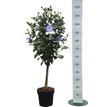 Tufă de hibiscus în ghiveci cu scală de măsurare pentru indicarea dimensiunii.