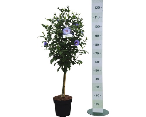 Tufă de hibiscus în ghiveci cu scală de măsurare pentru indicarea dimensiunii.