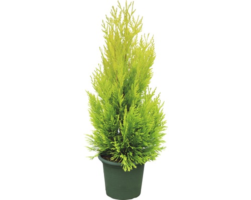 Thuja Botanico Thuja plicata '4ever' GOLDY® Co 3,7 L | HORNBACH