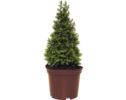 Chamaecyparis thyoides 'Top Point'/ Chiparos în ghiveci, h 20-30 cm, Ø 16,7 cm Brad în ghiveci