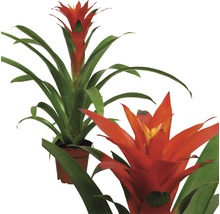 Două plante bromelia cu flori roșii și frunze verzi în ghivece.