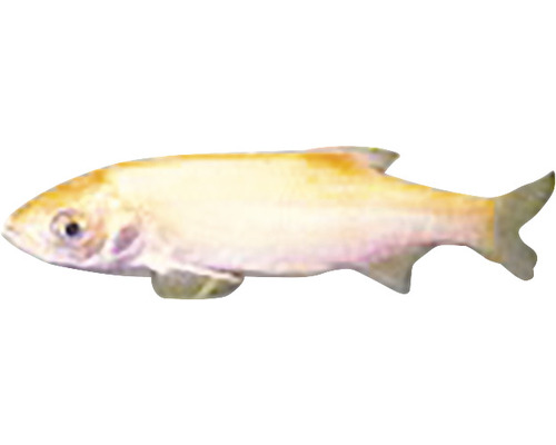 Pește roșioară albino pentru acvarii și iazuri
