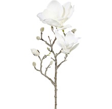 Ramură de magnolie cu flori și boboci