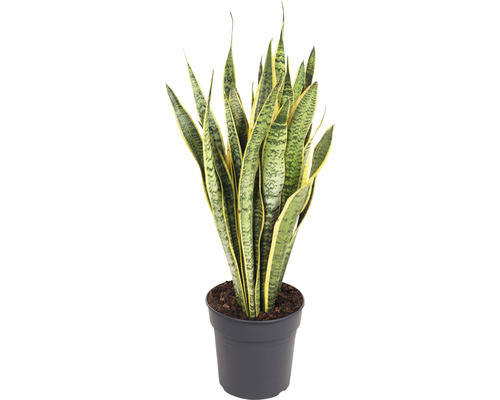 Limba soacrei FloraSelf Sansevieria trifasciata 'Laurentii' H 80-90 cm ghiveci Ø 24 cm