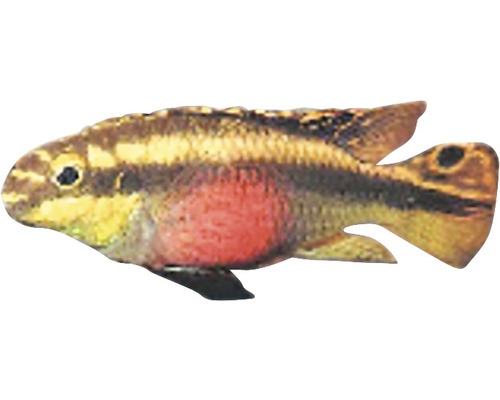 Kribensis/ Cichlid Purpuriu Pelvicachromis pulcher M