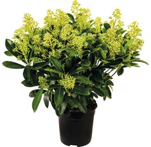 Skimmia în ghiveci cu frunze verzi și flori galbene