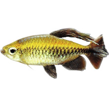 Tetra cocoașă