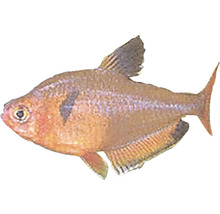Tetra sângeriu