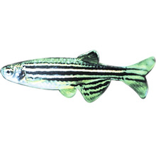 Pește Zebră Brachydanio rerio M-thumb-0