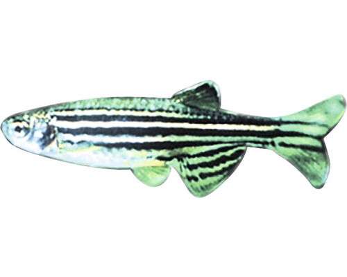 Pește Zebră Brachydanio rerio M