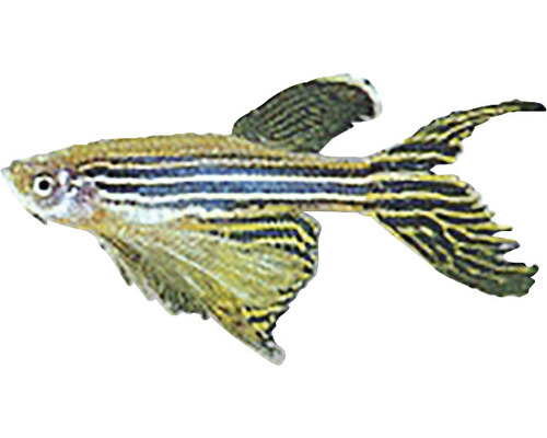 Pește Zebră Brachydanio rerio long fin M