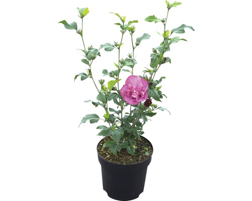 Hibiscus în ghiveci