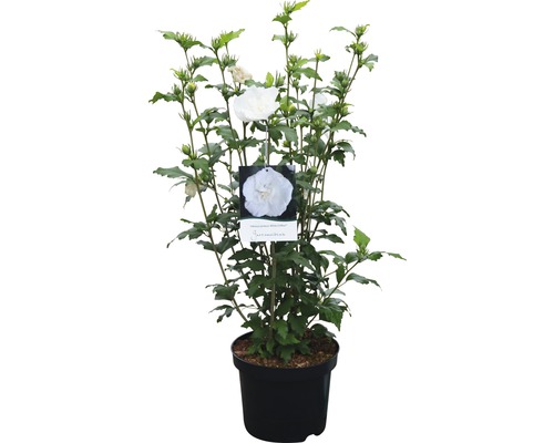 Hibiscus la ghiveci cu flori albe