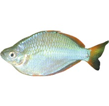 Pește Melanotaenia praecox, mărimea M-thumb-0