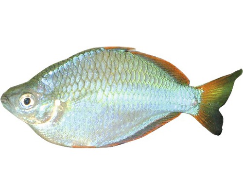Pește Melanotaenia praecox, mărimea M
