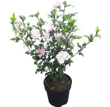 Hibiscus în ghiveci cu flori și frunze verzi