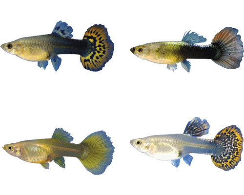 Guppy diferiți pentru decorarea acvariilor Guppy diferiți pentru decorarea acvariilor