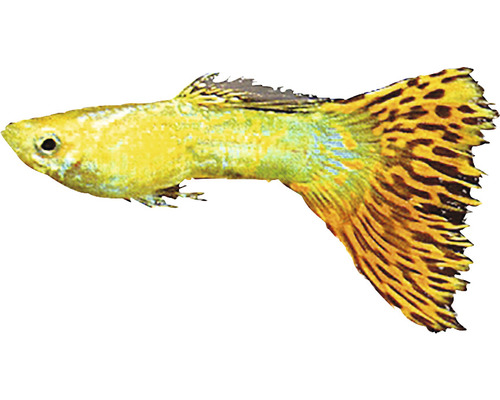 Pește curcubeu/ Guppy Poecilia reticulata male mix M