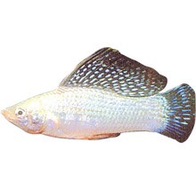 Poecilia latipina silver M