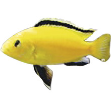 Labidochromis species yellow M | HORNBACH