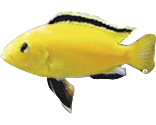 Labidochromis species yellow M