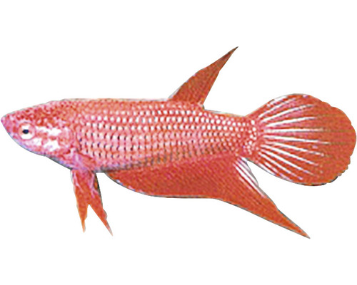Pește luptător siamez Betta splendens female L