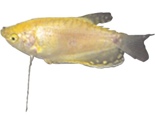 Trichogaster trichopterus gold M
