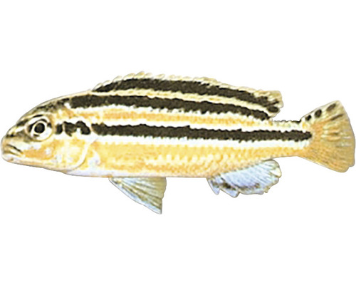 Papagalul auriu Melanochromis auratus M