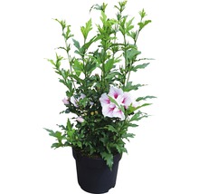 Hibiscus în ghiveci cu frunze și flori