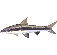 Crossocheilus siamensis M