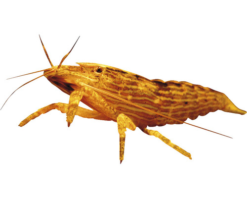 Atyopsis moluccensis M