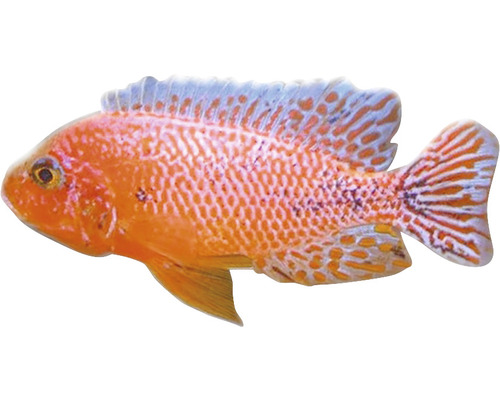 Aulonocara sp. Firefish M