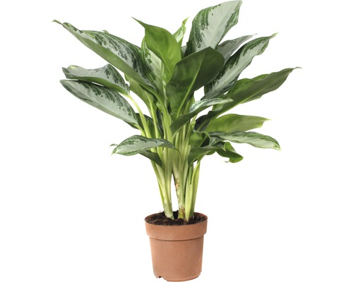 FloraSelf Aglaonema commutatum 'Silver Bay' H 55-65 cm ghiveci Ø 17 cm