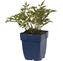 Plantă în ghiveci