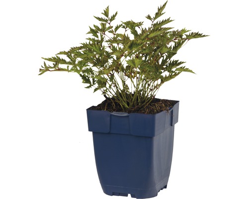 Plantă în ghiveci