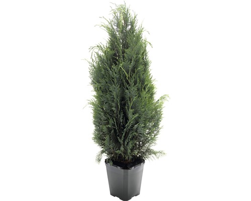 Chamaecyparis Columnaris/ Chiparos, H 125-150 cm, container click