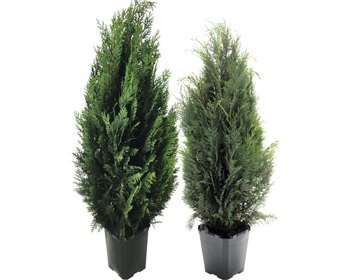 Două plante la ghiveci în ghiveci