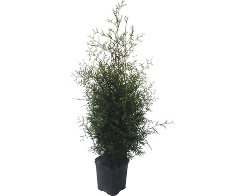 Arborele vieții în ghiveci