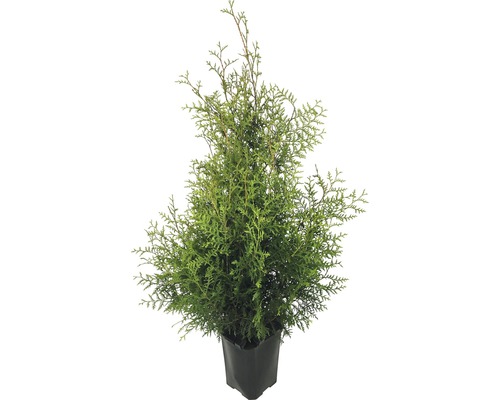 Thuja Occidentalis Brabant/ Conifer, H 125-150 cm, container click