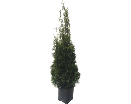 Thuja Occidentalis Smaragd, H 125-150 cm, container click | HORNBACH
