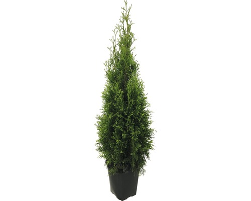 Thuja Occidentalis Smaragd, H 125-150 cm, container click