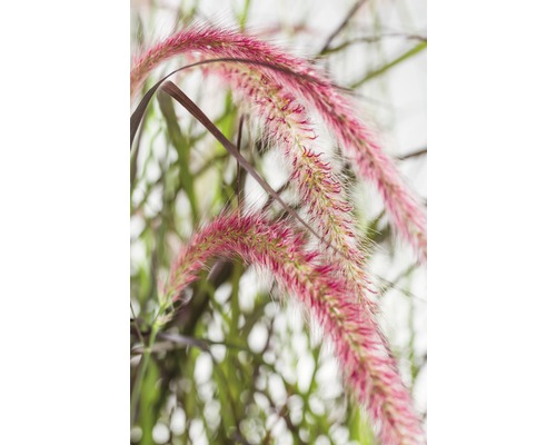 FloraSelf Pennisetum advena 'Summer Samba' Co 3 L, 3 buc.