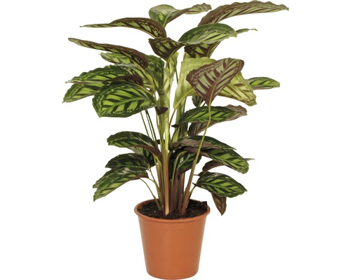 Planta care se roagă FloraSelf Calathea-Cultivars 'Flamestar' H 80-90 cm ghiveci Ø 19 cm