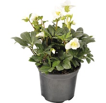 Spânz în ghiveci cu flori albe și frunze verzi.