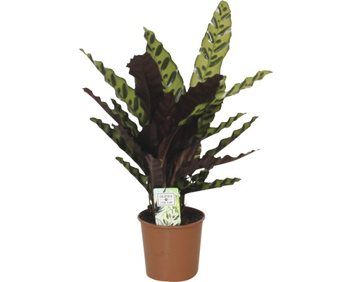 Planta care se roagă FloraSelf Calathea insignis H 40-60 cm ghiveci Ø 14 cm